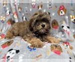 Small #4 Shih-Poo