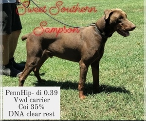 Father of the Doberman Pinscher puppies born on 03/17/2025