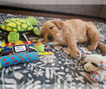 Small Photo #8 Golden Retriever Puppy For Sale in WASECA, MN, USA