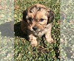 Small Photo #8 Shih-Poo Puppy For Sale in BOWLING GREEN, KY, USA