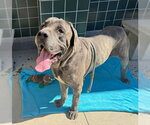 Small #1 Mastiff