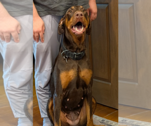 Brandy - Female Doberman Pinscher Dog for Adoption - Photo #10