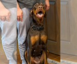 Small Photo #10 Doberman Pinscher Puppy For Sale in Buffalo, MN, USA