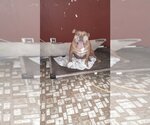Small Photo #20 Bulldog Puppy For Sale in Orange Grove, TX, USA