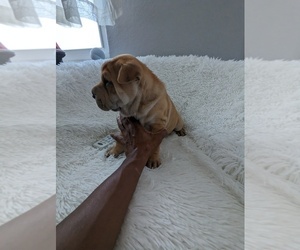 Medium Chinese Shar-Pei