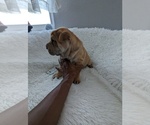 Puppy Puppy 1 Chinese Shar-Pei