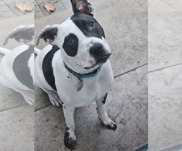 Medium Photo #14 American Pit Bull Terrier Puppy For Sale in Germantown, OH, USA