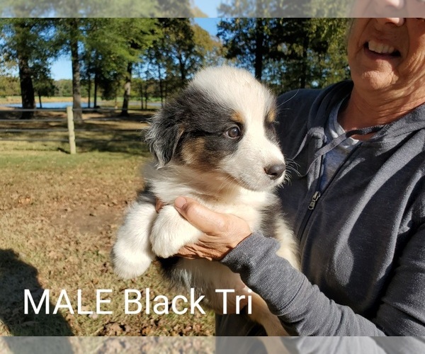 Medium Photo #7 Australian Shepherd Puppy For Sale in CLARKSVILLE, TX, USA