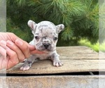 Small #1 French Bulldog