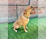 Small #7 Mastiff