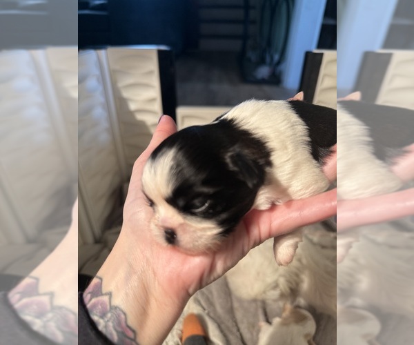 Medium Photo #11 Shih Tzu Puppy For Sale in HARRISBURG, PA, USA