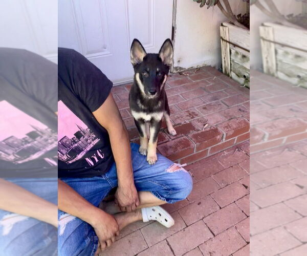 Medium Photo #5 German Shepherd Dog-Huskies  Mix Puppy For Sale in Dana Point, CA, USA