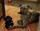 Small Photo #1 Plott Hound-Unknown Mix Puppy For Sale in CENTRAL, SC, USA