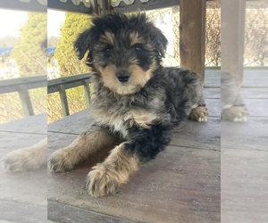 Aussiedoodle Puppy for sale in UPTON, KY, USA