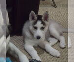 Small Photo #52 Siberian Husky Puppy For Sale in KING GEORGE, VA, USA