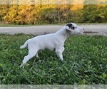 Small #9 Jack Russell Terrier