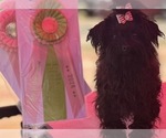 Small Photo #1 Russian Tsvetnaya Bolonka Puppy For Sale in PEABODY, KS, USA
