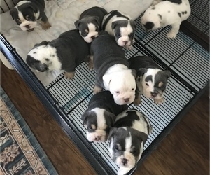 English Bulldog Puppy for Sale in KEENESBURG, Colorado USA