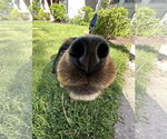 Small #2 Pomeranian
