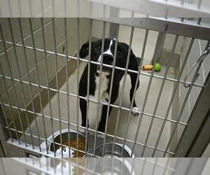 Labrador Retriever-Unknown Mix Dogs for adoption in Decatur, IL, USA