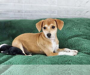 Chihuahua-Unknown Mix Dogs for adoption in Omaha, NE, USA