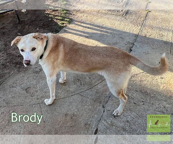 Medium Photo #3 Mutt Puppy For Sale in Costa Mesa , CA, USA