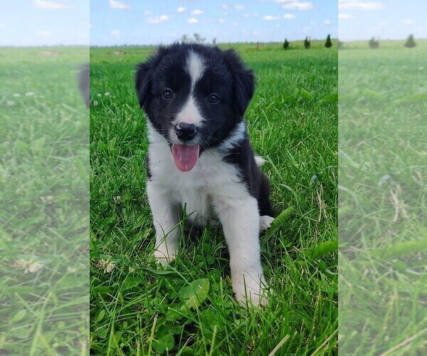 Medium Photo #40 Border Collie Puppy For Sale in NORBORNE, MO, USA