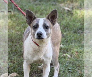 WOODY - Male Chihuahua Dog for Adoption - Photo #2