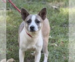Small Photo #2 Chihuahua Puppy For Sale in Yardley, PA, USA