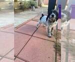 Small Photo #8 German Shorthaired Pointer-Poodle (Standard) Mix Puppy For Sale in AZUSA, CA, USA