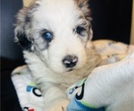 Small #18 Sheepadoodle