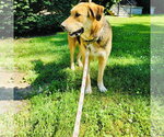 Small #3 German Shepherd Dog-Great Pyrenees Mix