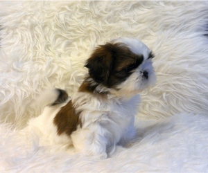 Shih Tzu Puppy for sale in HAMILTON, NJ, USA
