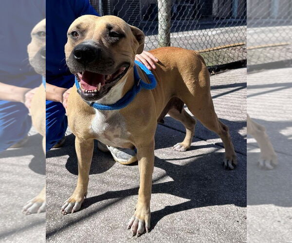 Medium Photo #10 Mutt Puppy For Sale in Pompano Beach , FL, USA