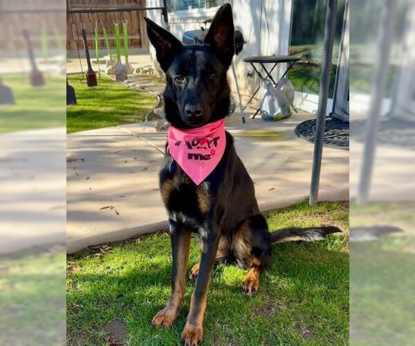 Medium Photo #1 Mutt Puppy For Sale in Bakersfield, CA, USA