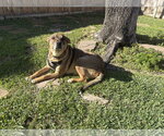 Small Photo #5 Labrador Retriever-Unknown Mix Puppy For Sale in  Katy, TX, USA