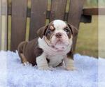 Small Photo #3 Bulldog Puppy For Sale in MANHATTAN, NY, USA