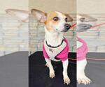 Small #3 Chihuahua Mix