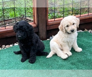 Goldendoodle Puppy for sale in THOUSAND OAKS, CA, USA