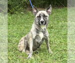 Small #2 American Pit Bull Terrier Mix