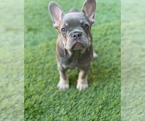 French Bulldog Puppy for sale in HOUSTON, TX, USA