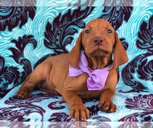 Vizsla Puppy for sale in KIRKWOOD, PA, USA