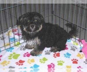 Havanese Puppy for sale in ORO VALLEY, AZ, USA