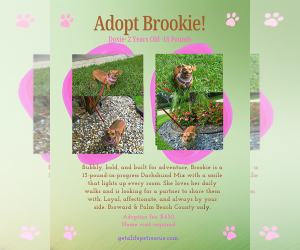 Medium Photo #11 Chiweenie Puppy For Sale in Plantation, FL, USA