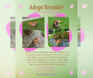 Brookie - Female Dachshund Dog for Adoption - Photo #11