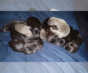 Cane Corso Litter for sale in PALMYRA, VA, USA