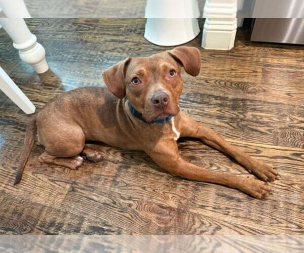 Medium Photo #4 Mutt Puppy For Sale in Canton, CT, USA