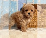Puppy Puppy 3 Cockapoo (Toy)