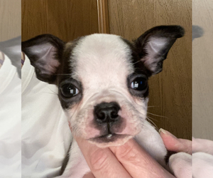 Boston Terrier Puppy for sale in FRANKLIN, NC, USA