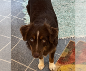 Australian Shepherd Dogs for adoption in Foristell, MO, USA